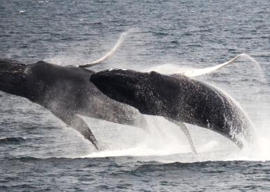Whale Watch Cruise