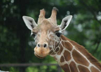 Southwick's Zoo