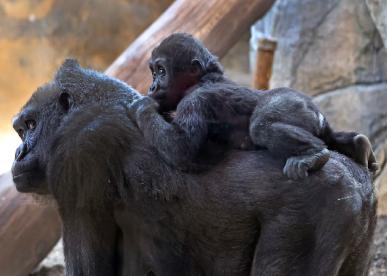 Franklin Park Zoo