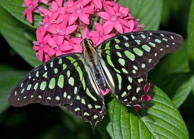 The Butterfly Place