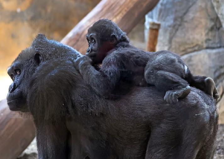 baby gorilla lays on mothers back