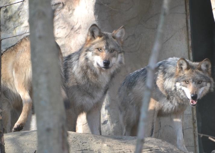 Two Mexican Gray Wolves